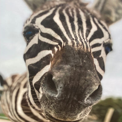 Bird's avatar