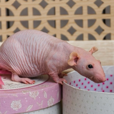 Kubbur Digital's avatar