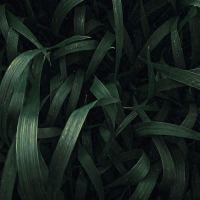 ᴘꜱʏᴄʜᴏᴛɪᴄʙᴜᴅɢɪᴇ's avatar